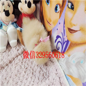 濮阳哪里能买到博美幼犬博美价格包纯种健康