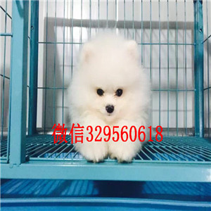 株洲出售哈多利球体博美博美多少钱一只高品质