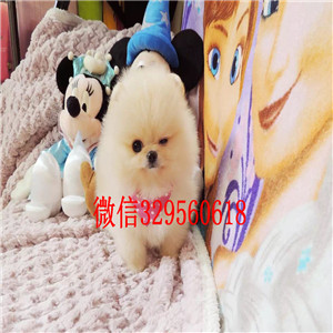 濮阳哪里能买到博美幼犬博美价格包纯种健康