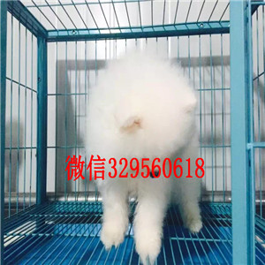 漯河哪里能买到白色博美博美价格包纯种健康