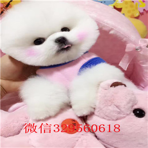  青岛俊介多少钱一只 俊介犬价格 青岛哪里能