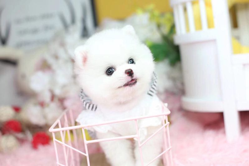 济南哪里有白色球体博美 济南黄色博美价格 俊