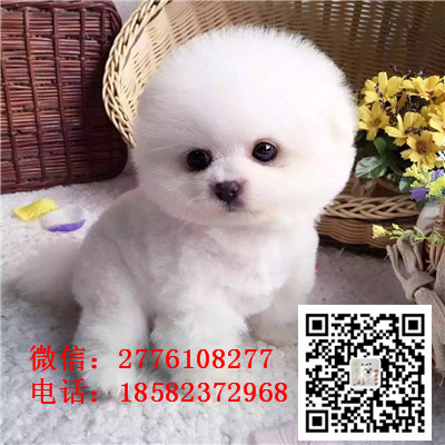 青岛哪里有俊介犬出售 俊介犬哪里的纯种健康 