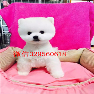 青岛茶杯狗博美俊介犬纯种博美幼犬俊介博美哪里能买到博美