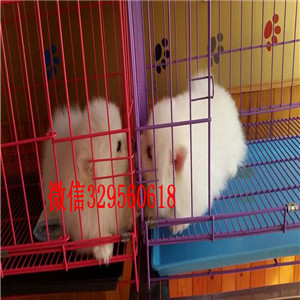 淮南茶杯狗博美俊介犬出售纯种博美犬博美价格