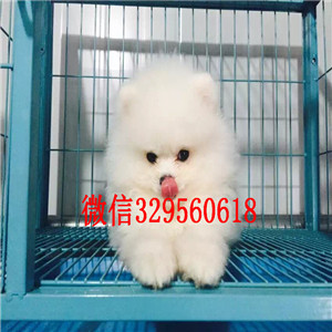 新余茶杯狗博美俊介犬出售纯种博美犬博美图片