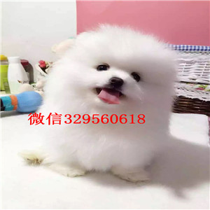 青岛茶杯狗博美俊介犬纯种博美幼犬俊介博美哪里能买到博美