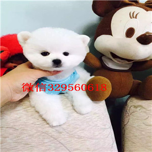 青岛茶杯狗博美俊介犬纯种博美幼犬俊介博美哪里能买到博美