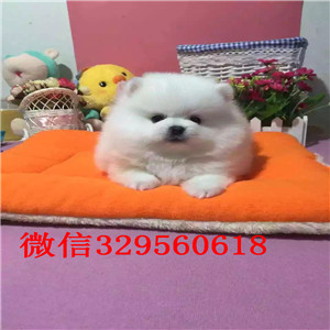 朔州宽嘴巴大骨架拉不拉多 纯种拉不拉多 疫苗