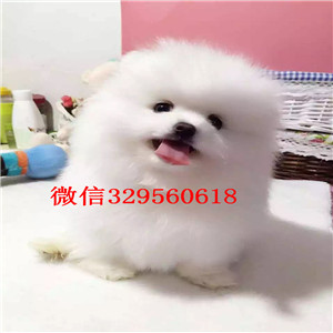 临夏茶杯狗博美俊介犬纯种博美幼犬俊介博美纯种球体博美价格