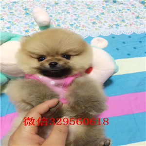 攀枝花茶杯狗博美俊介犬出售纯种博美犬极品哈多利版博美犬哪里能买到博美