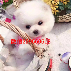 株洲茶杯狗博美俊介犬犬舍直销纯正博美犬俊介