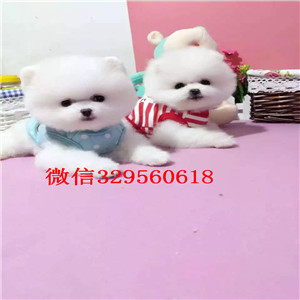 青岛出售纯种博美犬黄色博美出售哪里有卖俊介