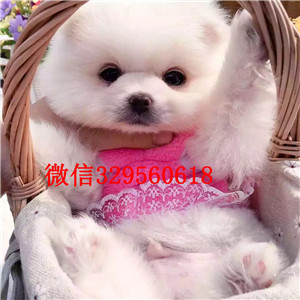 广元茶杯狗博美俊介犬纯种博美幼犬博美价格纯