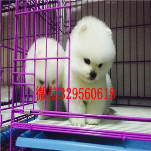 铁岭哪里能买到纯种小体博美小体博美哪里有卖