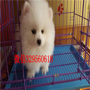 阿坝茶杯狗博美俊介犬纯种博美幼犬博美图片哪