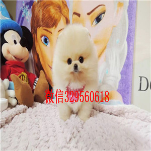 钦州茶杯狗博美俊介犬出售纯种博美犬博美价格