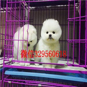 铜梁茶杯狗博美俊介犬出售纯种博美犬博美图片纯种球体博美价格