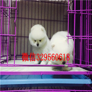 巴音郭楞茶杯狗博美俊介犬犬舍直销纯正博美犬