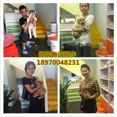 济南哪里可以买到纯种俊介犬，济南茶杯犬