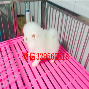 百色茶杯狗博美俊介犬哈多利球体博美茶杯博美