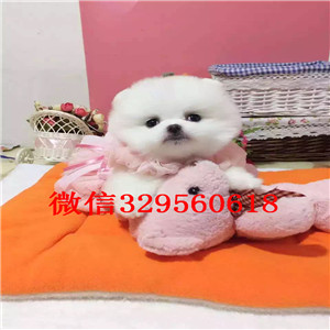 陇南茶杯狗博美俊介犬哈多利球体博美茶杯博美