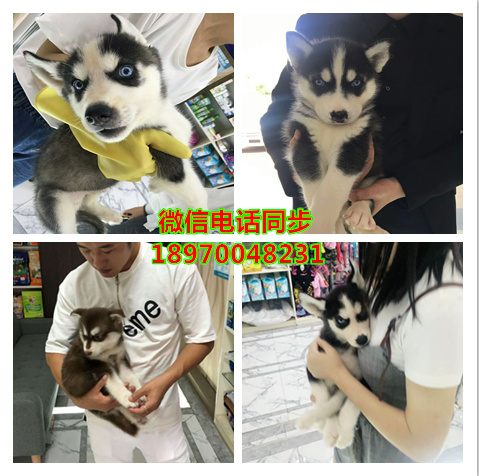 济南哪里可以买到纯种俊介犬，济南茶杯犬