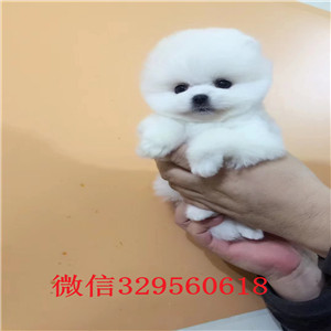 滨州哪里能买到纯种俊介俊介犬图片纯种俊介犬