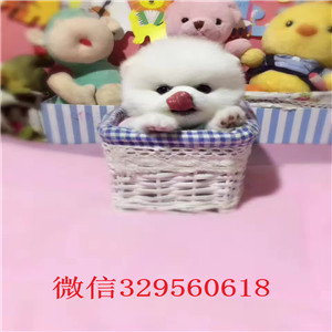 鸡西哪里有卖纯种俊介俊介犬价格小体俊介犬俊