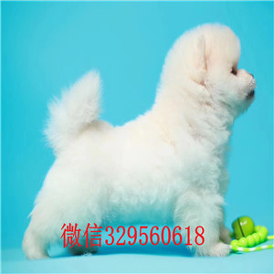 漯河出售纯种小体俊介俊介犬价格小体俊介犬俊