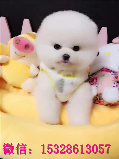 南昌哪里有卖俊介犬 纯种俊介犬多少钱 赛级俊