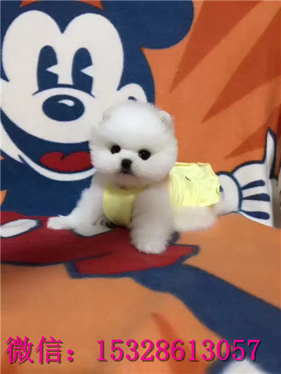 铁岭哪里有健康的俊介犬卖赛级俊介犬幼犬价格