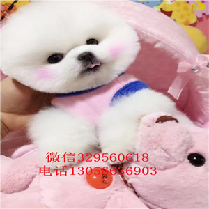  漯河哪里出售纯种白色俊介犬俊介多少钱一只