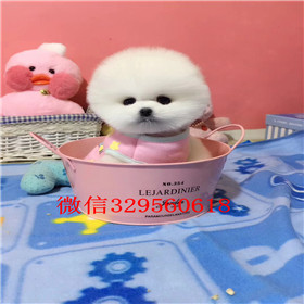  焦作哪里出售俊介犬超小袖珍犬俊介网红明星