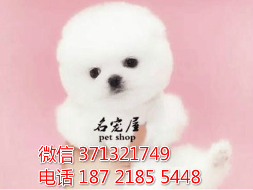 俊介犬出售纯种幼犬 博美犬出售茶杯 重庆犬舍