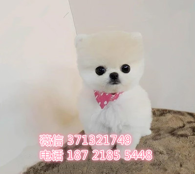 南京俊介犬出售纯种，小型犬狗狗，南京基地特价