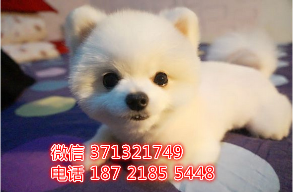 青岛俊介出售纯种幼犬，小型犬狗狗 高端名犬出