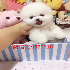  南昌哪里有卖俊介犬俊介犬图片俊介犬长大可