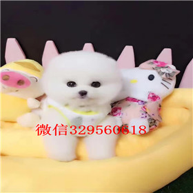  东营哪里能买到纯种俊介犬茶杯犬俊介犬茶杯狗博美俊介犬