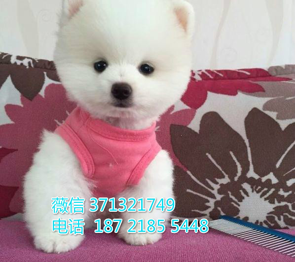 俊介犬出售聪明的白色茶杯犬 南昌犬舍繁殖 可