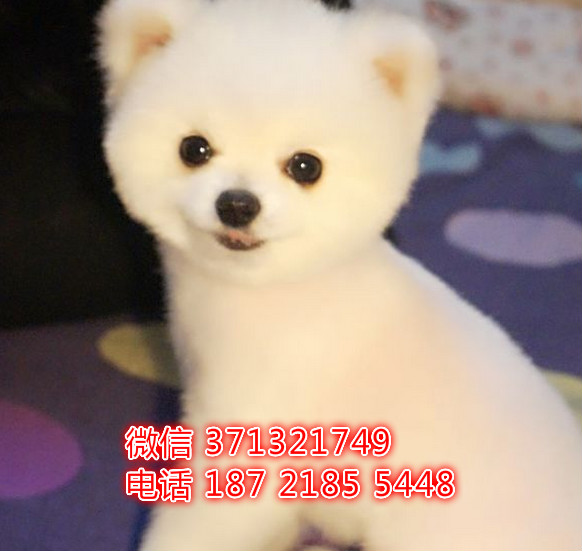 俊介犬出售白色茶杯狗狗，一窝小俊介犬，天津犬舍