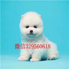  滨州哪里能买到纯种俊介犬女神同款俊介犬茶杯狗博美俊介犬