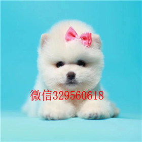  滨州哪里能买到纯种俊介犬女神同款俊介犬茶杯狗博美俊介犬