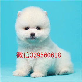  泰安哪里能买到纯种俊介犬白色俊介犬小体博