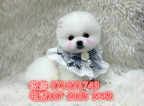 南京俊介犬出售纯种幼犬，南京小型犬 南京茶杯犬 南京狗场