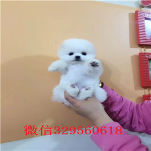  陇南哪里有卖纯种俊介犬俊介犬多少钱茶杯犬