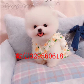  杭州哪里有卖纯种俊介犬俊介犬价格多少黄色俊介犬韩版俊介哈多利球体