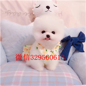  杭州哪里有卖纯种俊介犬俊介犬价格多少黄色俊介犬韩版俊介哈多利球体