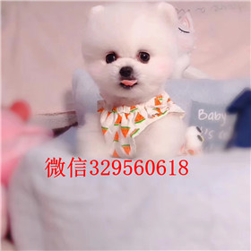  苏州哪里有卖纯种俊介犬俊介犬价格多少长不