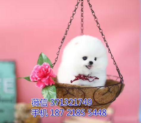 武汉哪里有卖俊介犬，白色茶杯俊介犬 武汉狗场